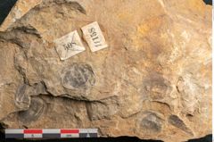 Foto (Detailansicht) von Cyclocarpus sp.  (NHMW-GEO-2024-0188-11158)